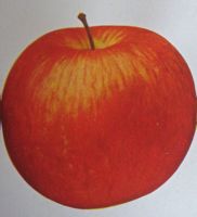 Westfield Seek-No-Further apple