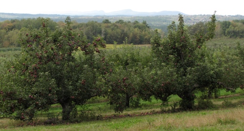 The view from Cold Spring Orchard, Belchertown, Massachusetts. (Russell Steven Powell photo)