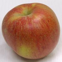 Ribston Pippin apple (Bar Lois Weeks photo)