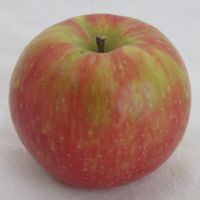 Honeycrisp apple (Bar Lois Weeks photo)
