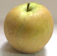 Hudson's Golden Gem apple (Bar Lois Weeks photo)