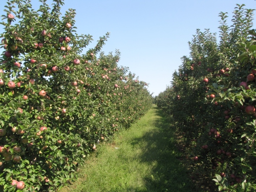 Some New England orchards had outstanding crops in 2012, like Tougas Family Farm in Northborough, Massachusetts. (Russell Steven Powell photo)