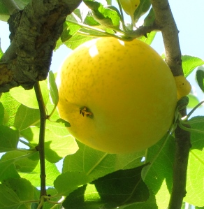 Yellow Transparent apple on the tree. (Russell Steven Powell photo)