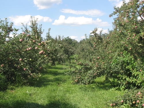 The trees are brimming with apples across New England at orchards like The Big Apple in Wrentham, Massachusetts. (Russell Steven Powell photo)