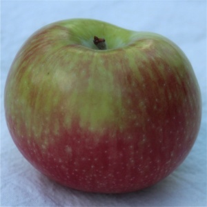 Melba apple (Bar Lois Weeks photo)