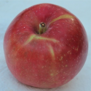 Red Astrachan apples can be an almost solid red. (Bar Lois Weeks photo)