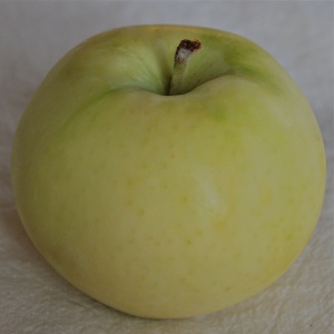 Yellow Transparent apple (Bar Lois Weeks photo)