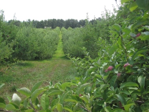A beautiful hillside orchard at Sunnycrest Farm in Londonderry, New Hampshire. (Russell Steven Powell photo)