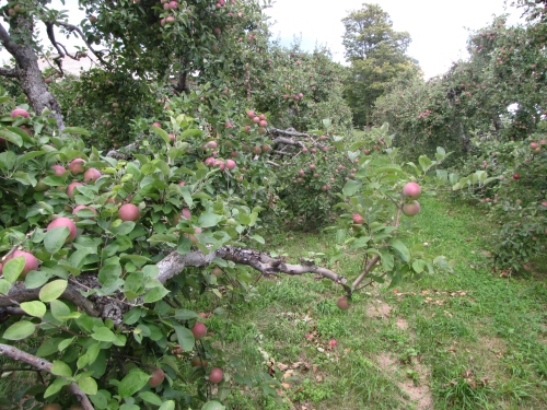 McIntosh apples waiting to be plucked at Douglas Orchards in West Shoreham, Vermont. (Russell Steven Powell photo)