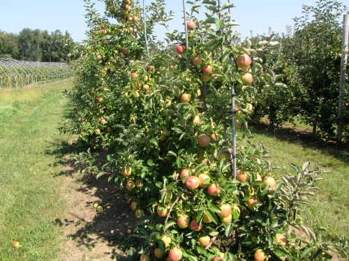 Creston, a new, late-season apple from Canada, at Tougas Family Farm in Northborough, Massachusetts. (Russell Steven Powell photo)