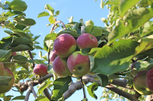 Cluster of PaulaRed apples at Steere Orchard, Geeenville, Rhode Island. (Bar Lois Weeks photo)