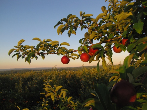 The view from Lyman Orchards, Middlefield, Connecticut (Russell Steven Powell photo)