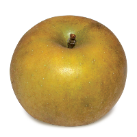 Pitmaston Pineapple apple (Bar Lois Weeks photo)