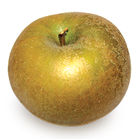 Pomme Grise apple (Bar Lois Weeks photo)