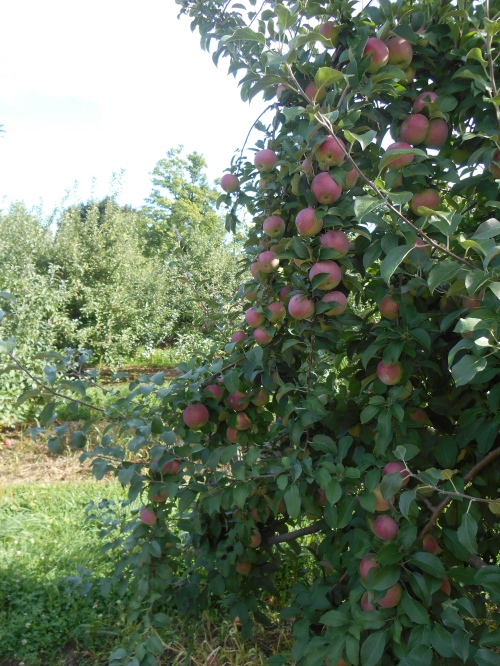 Jonamac apples at Clearview Farm in Sterling, Massachusetts. (Bar Lois Weeks photo)