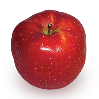 Esopus Spitzenburg apple (Bar Lois Weeks photo)