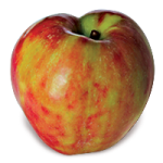 Gravenstein apple (Bar Lois Weeks photo)