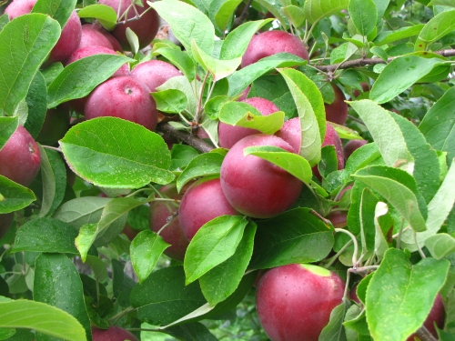 There is plenty of good picking at New England orchards like Red Apple Farm in Phillipston, Massachusetts (Russell Steven Powell photo)