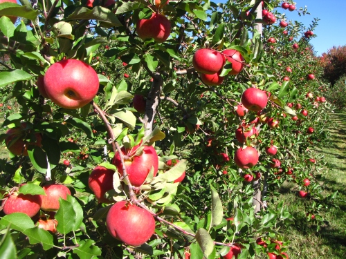 Topaz apples, Tougas Family Farm, Northborough, Massachusetts (Russell Steven Powell photo)