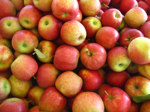 Jonagold apples are labeled "Better than Honeycrisp" at Tougas Family Farm, Northborough, Massachusetts (Russell Steven Powell photo)