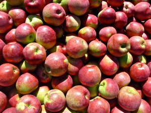 Macoun apples, Steere Orchard, Greenville, Rhode Island (Russell Steven Powell photo)