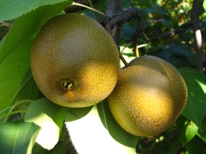 Asian pears, Hill Orchards, Johnston, Rhode Island (Russell Steven Powell photo)
