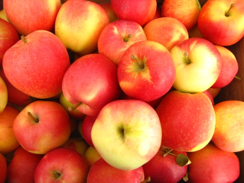 Gala apples, Dame Farm and Orchard, Johnston, Rhode Island (Russell Steven Powell photo)