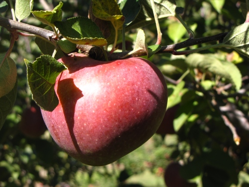 Macoun apple, Dame Farm and Orchard, Johnston, Rhode Island (Russell Steven Powell photo)