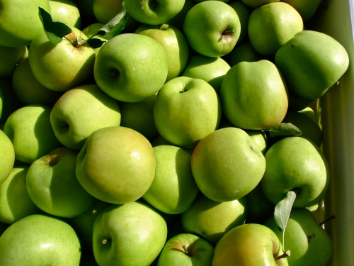 Mutsu apples, Pippin Orchard, Cranston, Rhode Island (Russell Steven Powell photo)