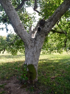 Phantom Farms apple tree, Cumberland, Rhode Island (Russell Steven Powell photo)
