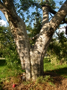 Apple tree, Phantom Farms, Cumberland, Rhode Island (Russell Steven Powell photo)