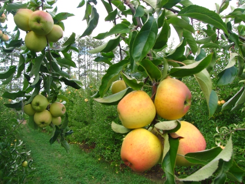 Golden Delicious, a late-season West Virginia apple shown here at Lanni Orchards in Lunenburg, Massachusetts, is nearly ready for picking in New England orchards. (Russell Steven Powell photo)