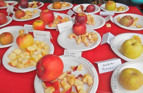 Fresh apples for sampling at Clarkdale Fruit Farms, Deerfield, Massachusetts, during Franklin County CiderDays. (Bar Lois Weeks photo)
