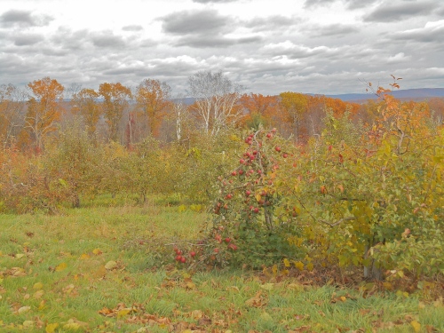 The view from Clarkdale Fruit Farms, Deerfield, Massachusetts, early November. (Bar Lois Weeks photo)