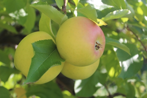 Golden Delicious, from Lanni Orchards in Lunenburg, Massachusetts, is an outstanding all-purpose apple. (Bar Lois Weeks photo) 