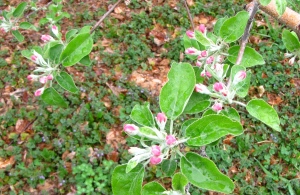 Apple blossoms, match-tip stage, Pine Hill Orchards, Colrain, Massachusetts (Russell Steven Powell photo)