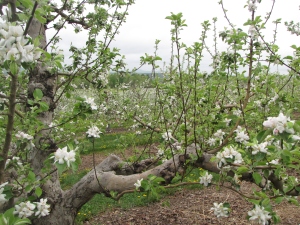Apple blossoms, Cold Spring Orchard, Belchertown, Massachusetts (Russell Steven Powell photo)