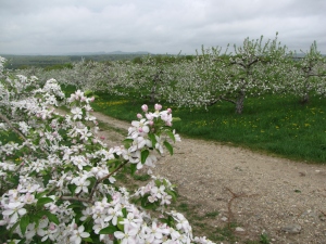 Apple blossoms, Atkins Farms, Amherst, Massachusetts (Russell Steven Powell photo)