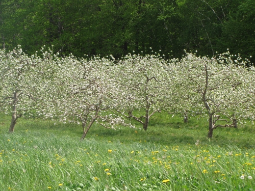 Apple blossoms, Atkins Farms, Amherst, Massachusetts (Russell Steven Powell photo)
