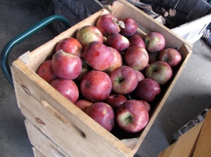 Cortland apples, Green Mountain Orchards, Putney, Vermont (Russell Steven Powell photo)