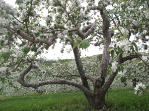 Apple blossoms, Green Mountain Orchards, Putney, Vermont (Russell Steven Powell photo)