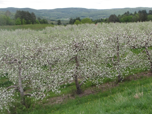 Apple blossoms, Green Mountain Orchards, Putney, Vermont (Russell Steven Powell photo) 