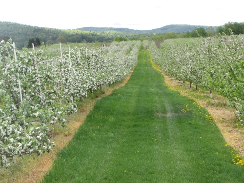 Apple blossoms, Alyson's Orchard, Walpole, New Hampshire (Russell Steven Powell photo) 