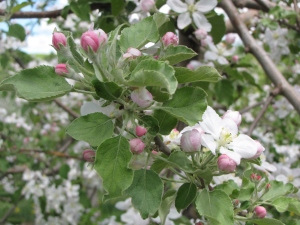 Apple blossoms, Pine Hill Orchards, Colrain, Massachusetts (Russell Steven Powell photo)