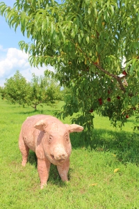 "Orchard Pig,"  by Susan Halls, 2015 "Art in the Orchard," Park Hill Orchard, Easthampton, Massachusetts. (Russell Steven Powell photo)