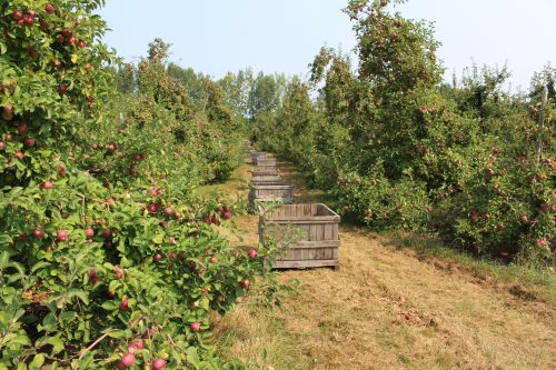 Fairview Orchards in Groton, Massachusetts, is already picking Galas, and will begin harvesting these McIntosh next week. (Russell Steven Powell photo)