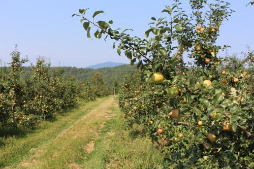 The Honeycrisp are plentiful at Wellwood Orchards in Springfield, Vermont. They will not be ready for picking for another week or so, but Wellwood will be picking Macs and Cortlands this weekend. (Russell Steven Powell photo)