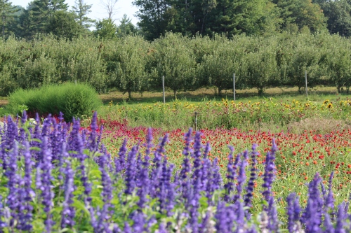 Visitors pass through a field of flowers en route to the pick-your-own orchard at Riverview Farm in Plainfield, New Hampshire. (Russell Steven Powell photo)