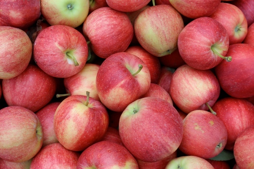 A bin of fresh-picked Gala apples at Fairview Orchards in Groton, Massachusetts. (Russell Steven Powell photo)